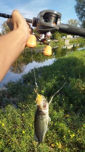 Largemouth Bass