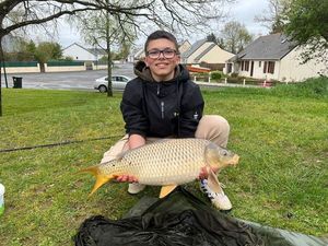 Common Carp