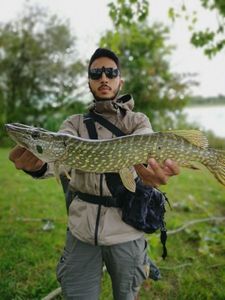 Northern Pike
