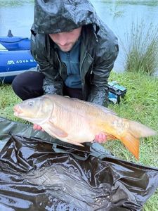 Mirror Carp