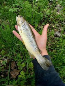 Brown Trout