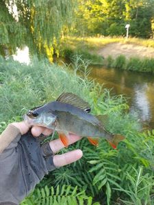 European Perch