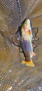Rainbow Trout
