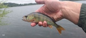 European Perch