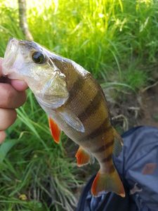 European Perch