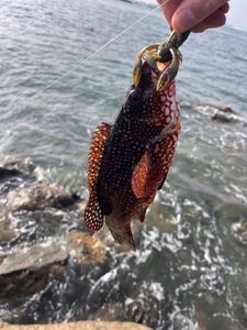 Ballan Wrasse