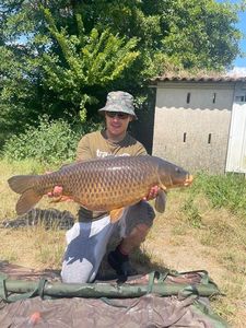 Common Carp