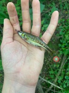 Common Minnow