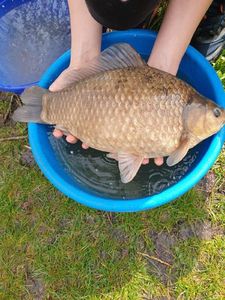 Crucian Carp