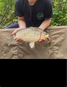 Crucian Carp