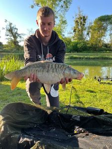 Mirror Carp