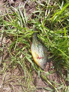 Green Sunfish