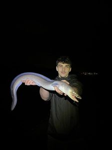 Conger