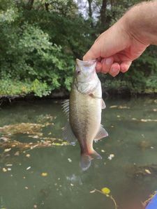 Largemouth Bass