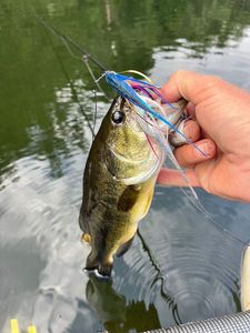 Largemouth Bass