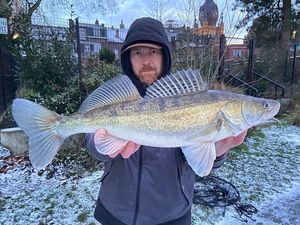 Zander