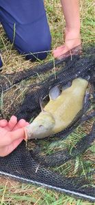 Tench