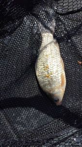 Crucian Carp