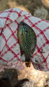 Green Sunfish