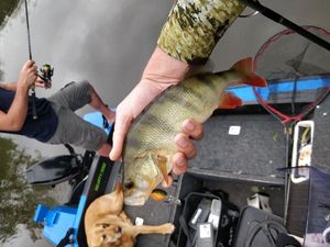 European Perch