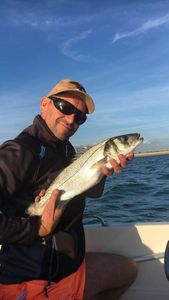 European Bass (Seabass)