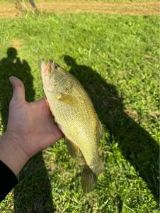 Largemouth Bass