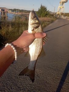 European Bass (Seabass)