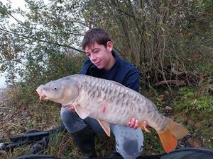 Common Carp