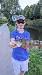 European Perch