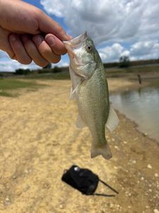 Largemouth Bass