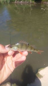 European Perch