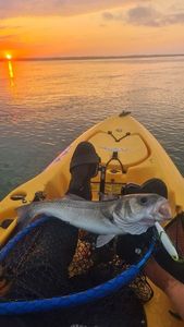 European Bass (Seabass)