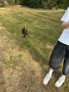 Green Sunfish