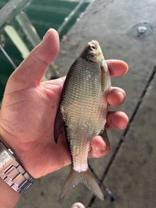 Common Bream