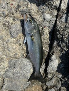 Bluefish