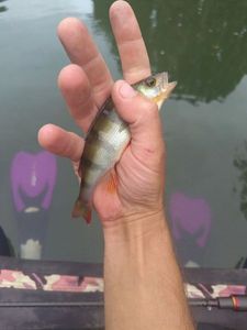 European Perch