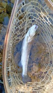 Rainbow Trout