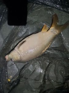 Mirror Carp