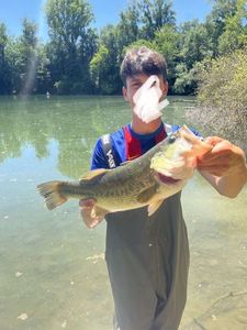 Largemouth Bass