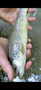 Brown Trout