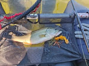 Largemouth Bass