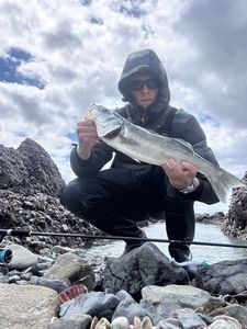 European Bass (Seabass)