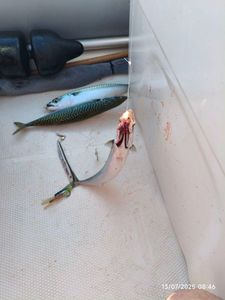 Mackerel