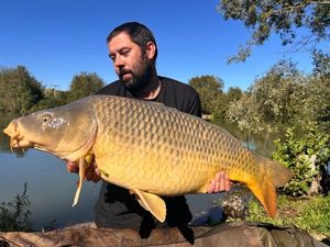 Common Carp