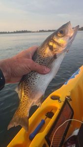 Spotted Seabass
