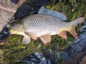 Common Carp