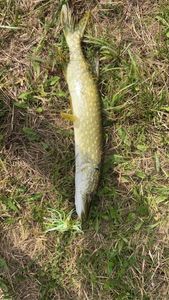 Northern Pike