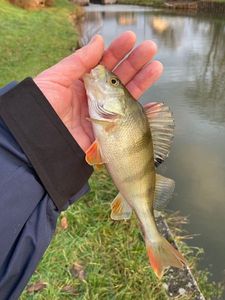 European Perch