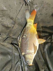 Mirror Carp