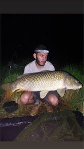 Common Carp